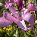 Another Magnolia