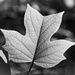 Tulip tree leaf