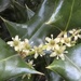 Holly flowers … and the killer thorns