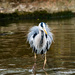 Bad hair day by stevejacob