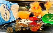 13th Apr 2025 - Peach Dreams and Flour Faces --    Day 13