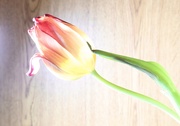 13th Apr 2025 - WiltingTulip