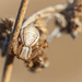 Spider by haskar