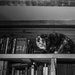 Up on the book shelf