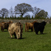 Highland Cows