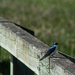 Tree swallow-3