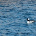 Bufflehead