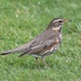 Redwing