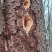 Pileated Woodpecker 
