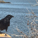 A Black Bird