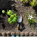 .. planting a new hellebore