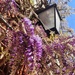 Wisteria