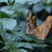Butterfly Conservatory