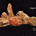 Hopeite - Zambia