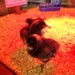 Chicks for Sale