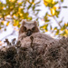 And Here We Have Baby Great Hoened Owl!