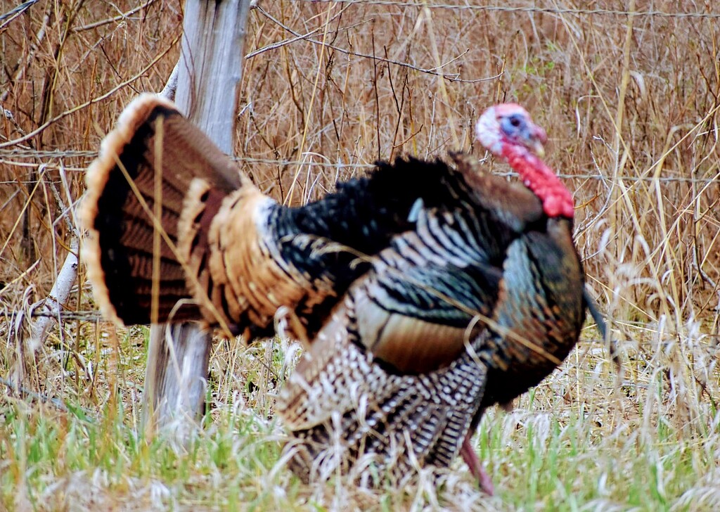 Strutting His Stuff... by bjywamer