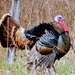 Strutting His Stuff...
