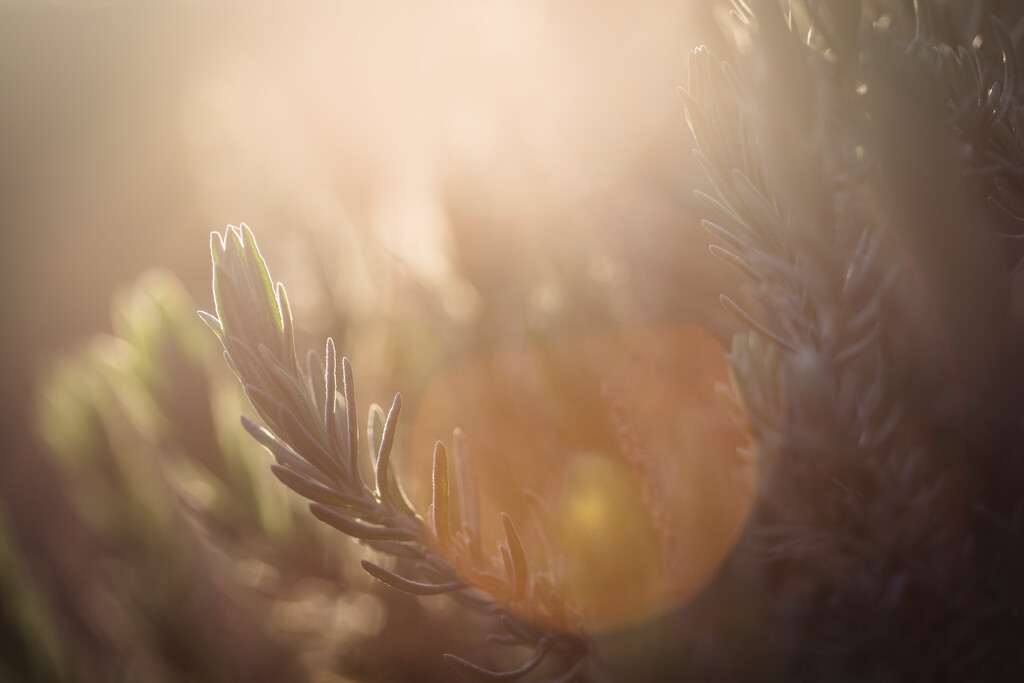 Beautiful Light by tina_mac