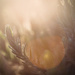 Beautiful Light