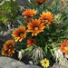 Our garden