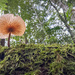 Rainforest fungi