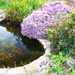 Garden Pond 