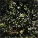 Night blossom