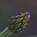 Knapweed bud by dragey74