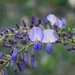 Wisteria and ants...