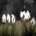 Backlight on the pampas...