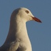 Seagull by johnfalconer