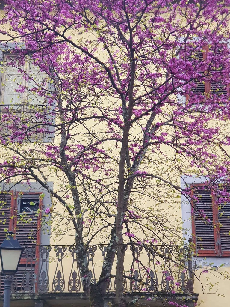 Think Pink! by will_wooderson