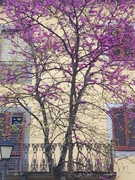 14th Apr 2025 - Think Pink!