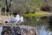 14th Apr 2025 - Seagulls