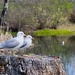 Seagulls