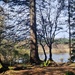 trees