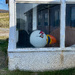 Puffin Day