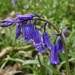 Bluebell