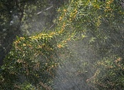 14th Apr 2025 - Mystery Mist