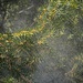 Mystery Mist