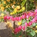 Bleeding Hearts