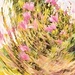 Magnolia tree ICM~~~~~