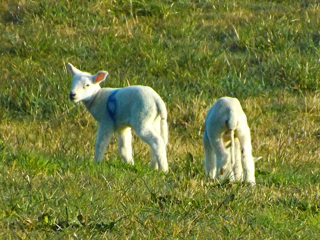 Spring lambs  by ajisaac