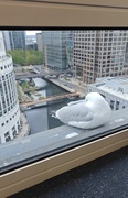14th Apr 2025 - Spy seagull 