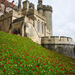 red tulips