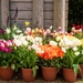 pots of tulips