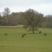 Graze