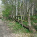 broken fence / Leading Lines