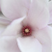 magnolia flower